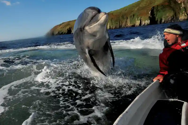 dingle dolphin boat trips