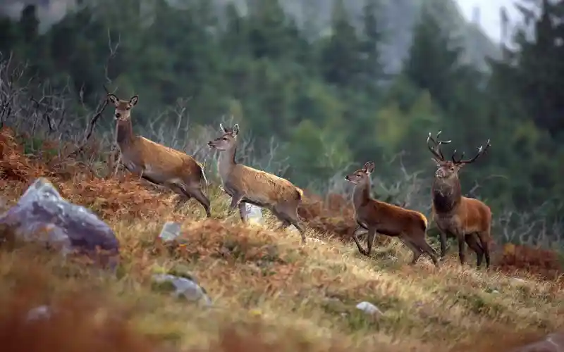 killarney national park